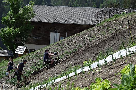 Pola uprawiane są wiosną. Pługiem górskim wykonuje się bruzdy i sadzi ziemniaki.