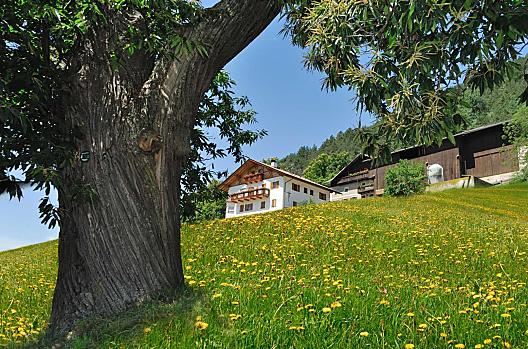 Dwór Wöhrmann w morzu mniszek lekarskich