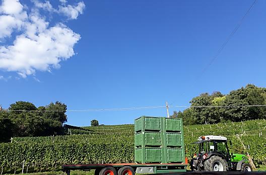 Zbieranie winogron do produkcji wina w Strasserhof