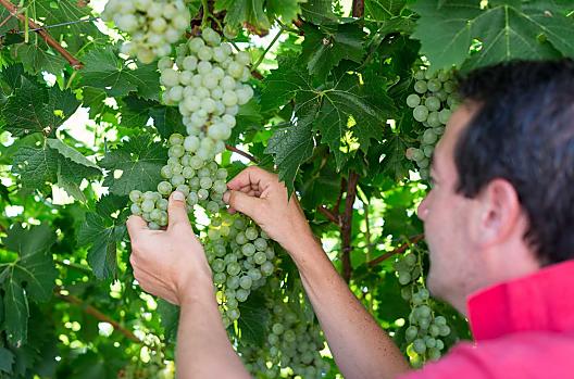 Vine