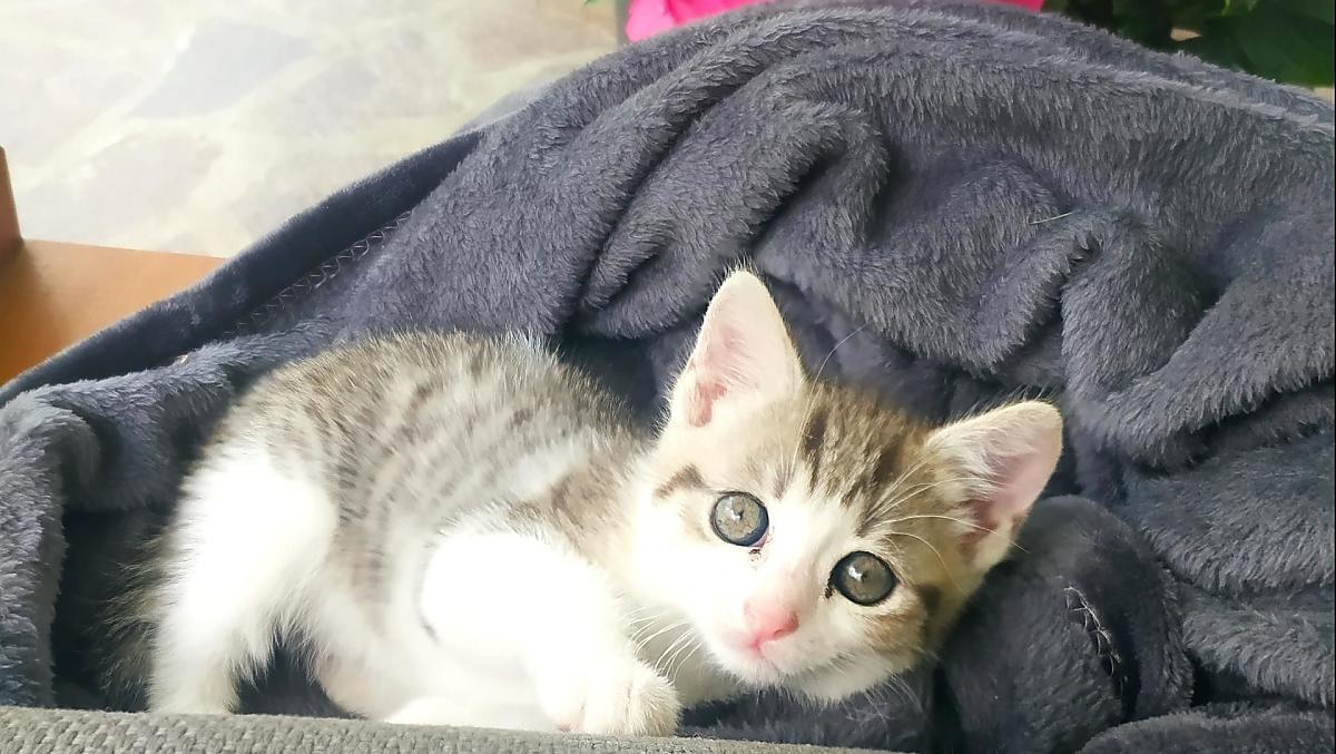 Bella 