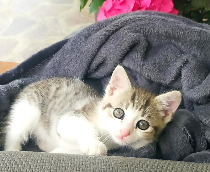 Bella 