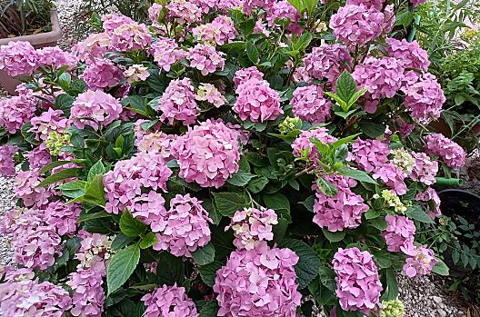 Heinrich-Hof - Lista Photo