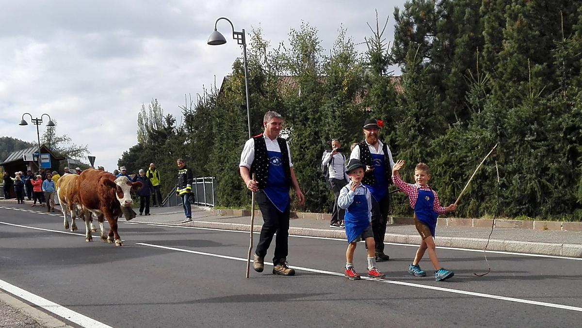 Alpejski spęd bydła z Seiser Alm. Zawsze cieszymy się, gdy wszystkie zwierzęta docierają do domu całe i zdrowe.