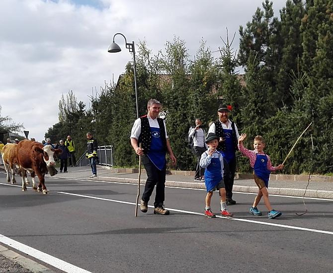 Alpejski spęd bydła z Seiser Alm. Zawsze cieszymy się, gdy wszystkie zwierzęta docierają do domu całe i zdrowe.