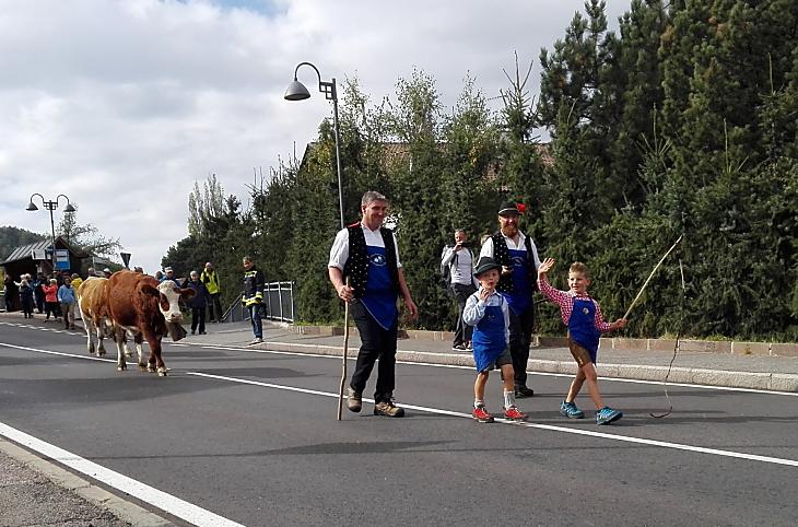 Alpejski spęd bydła z Seiser Alm. Zawsze cieszymy się, gdy wszystkie zwierzęta docierają do domu całe i zdrowe.
