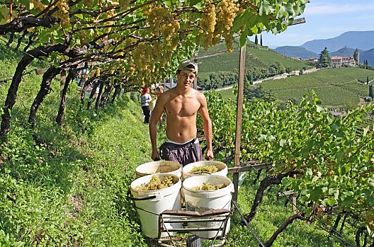 Zbiory Chardonnay