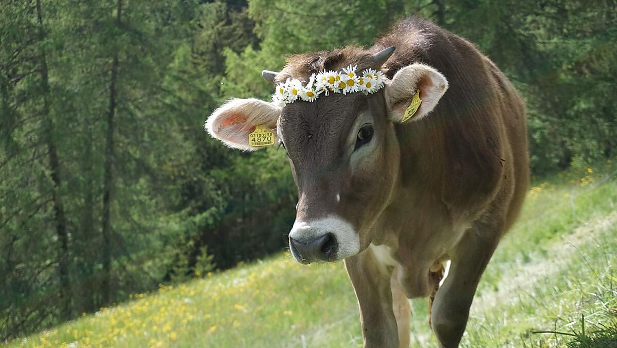 Bibi cielak na wiosne