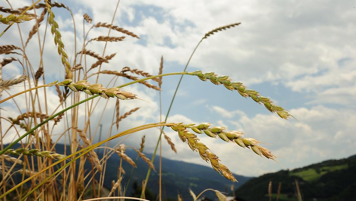 Herbst