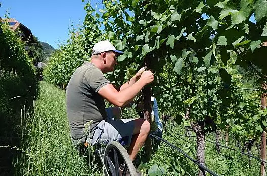 Latem rolnik Georg jest zajęty pracą w winnicy przy liściach. Każdy, kto chce, może mu pomóc.