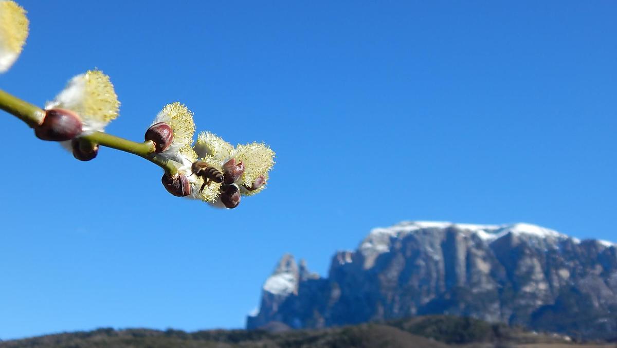 Frühling