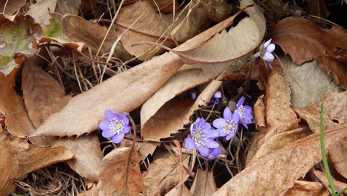 Frühling
