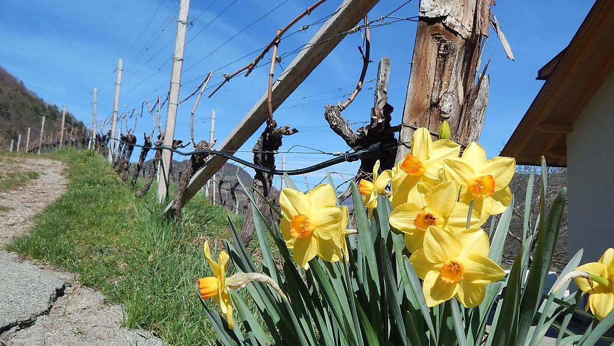 Frühling