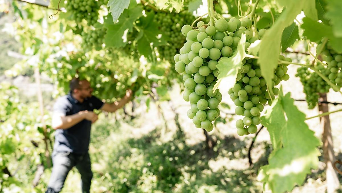 Winogrona Vernatsch w lipcu. Powoli robia sie niebieskie, wiec trzeba je teraz podzielic. W ten sposób uzyskujemy wyzsza jakosc.