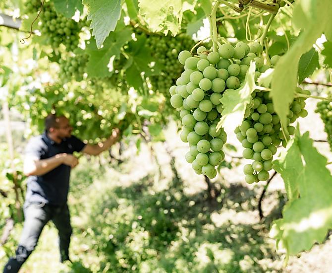 Winogrona Vernatsch w lipcu. Powoli robia sie niebieskie, wiec trzeba je teraz podzielic. W ten sposób uzyskujemy wyzsza jakosc.