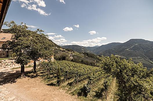 Nasze Pinot Blanc i Pinot Blanc
