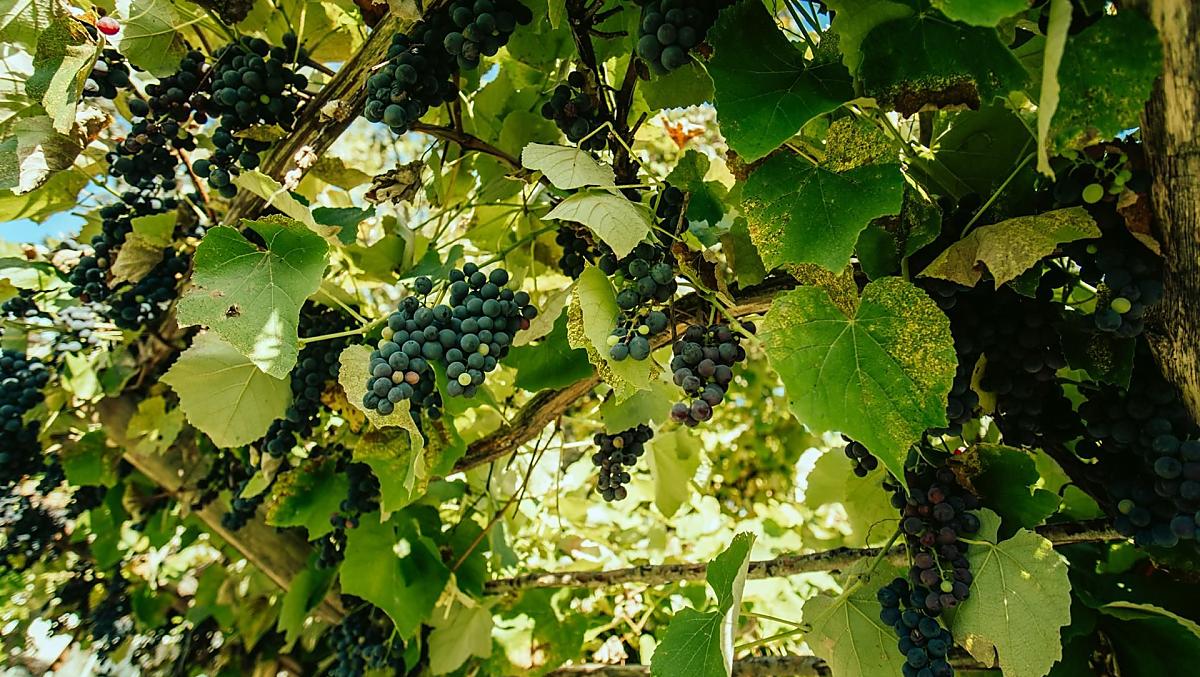 Herbst