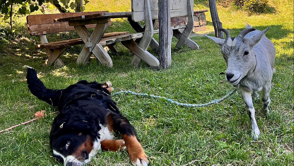Pies gospodarski Nelly i koza Mackie 
