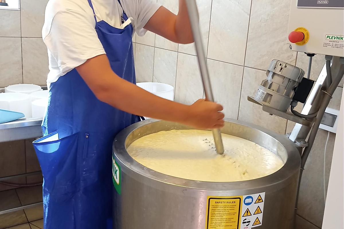 Die Käseharfe zerkleinert die eingedickte Milch zum Käsebruch.