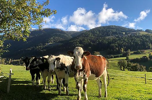 Leimgruberhof - Lista Photo