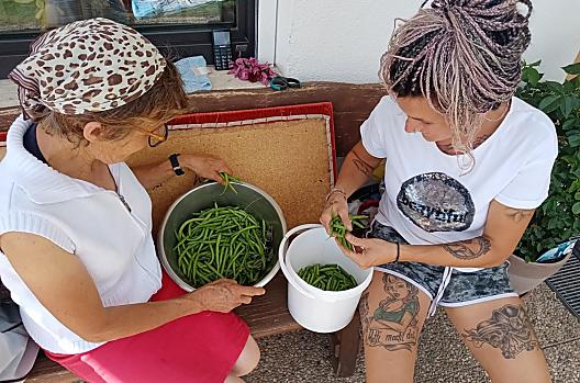 Babcia Cilli i żona farmera Eva zbierające fasolę