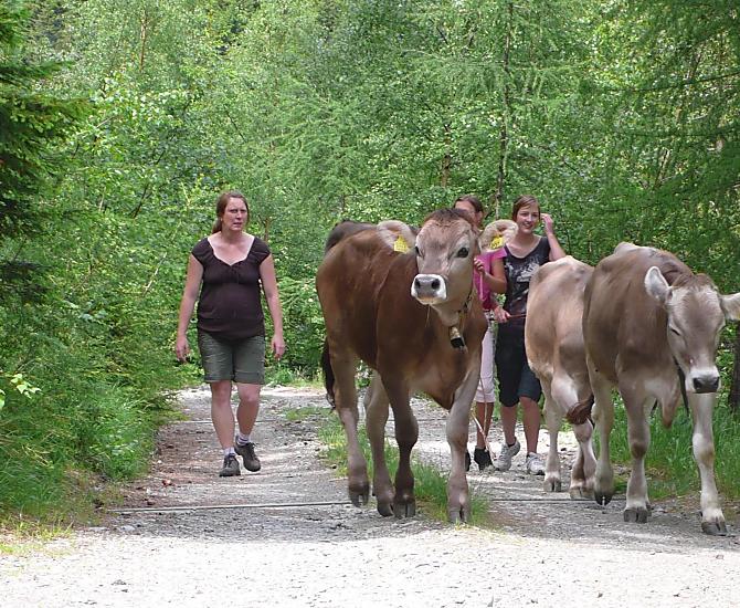 Spannender Almabtrieb