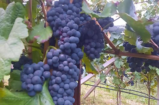 Winogrona Pinot Noir