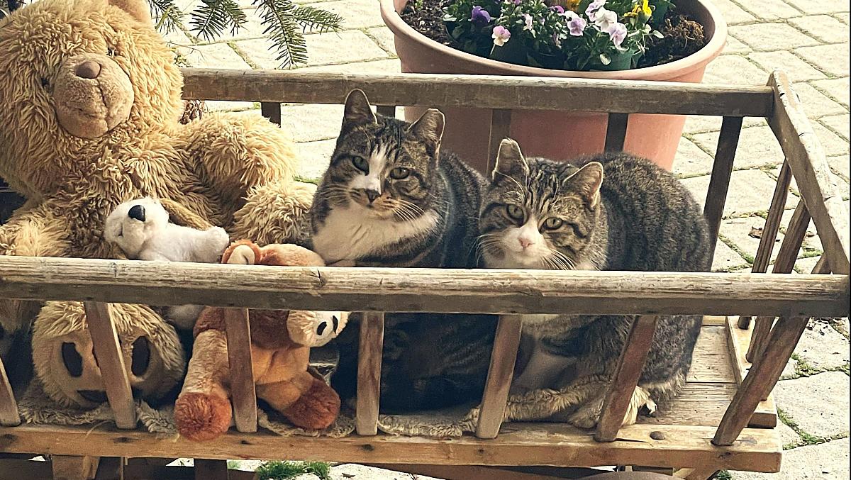 Lilliy i Johnny – nasze koty