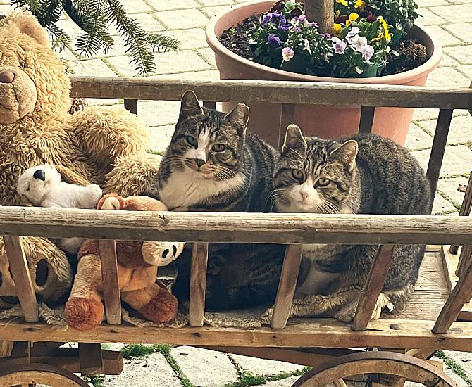 Lilliy i Johnny – nasze koty