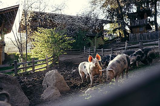 Obertimpflerhof - Lista Photo