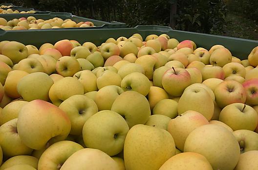 Zbiór jabłek „Golden Delicious” 