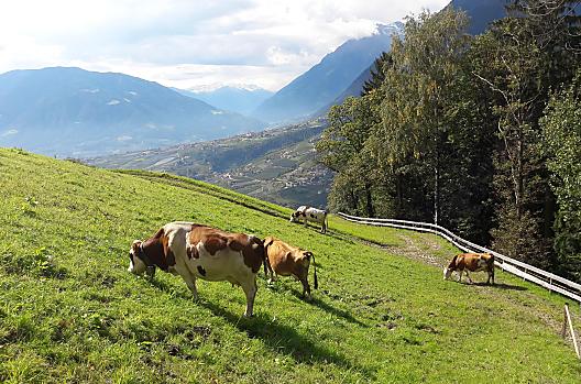 Lechnerhof - Lista Photo
