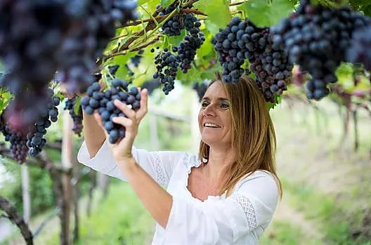 Winobranie