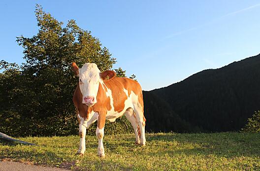 Nasze mlode bydlo równiez korzysta ze slonca.