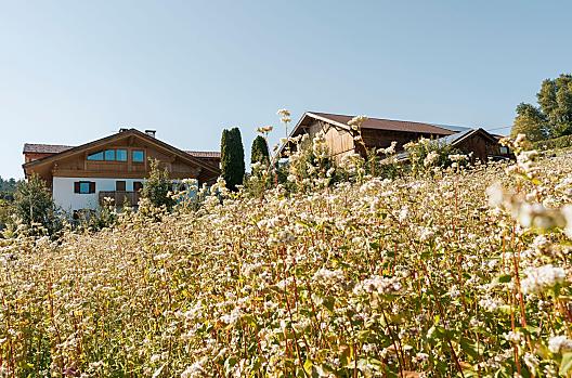 Haflingerhof - Lista Photo