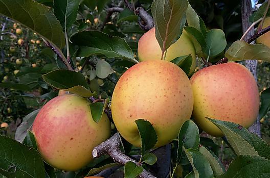 Nasz Golden Delicious