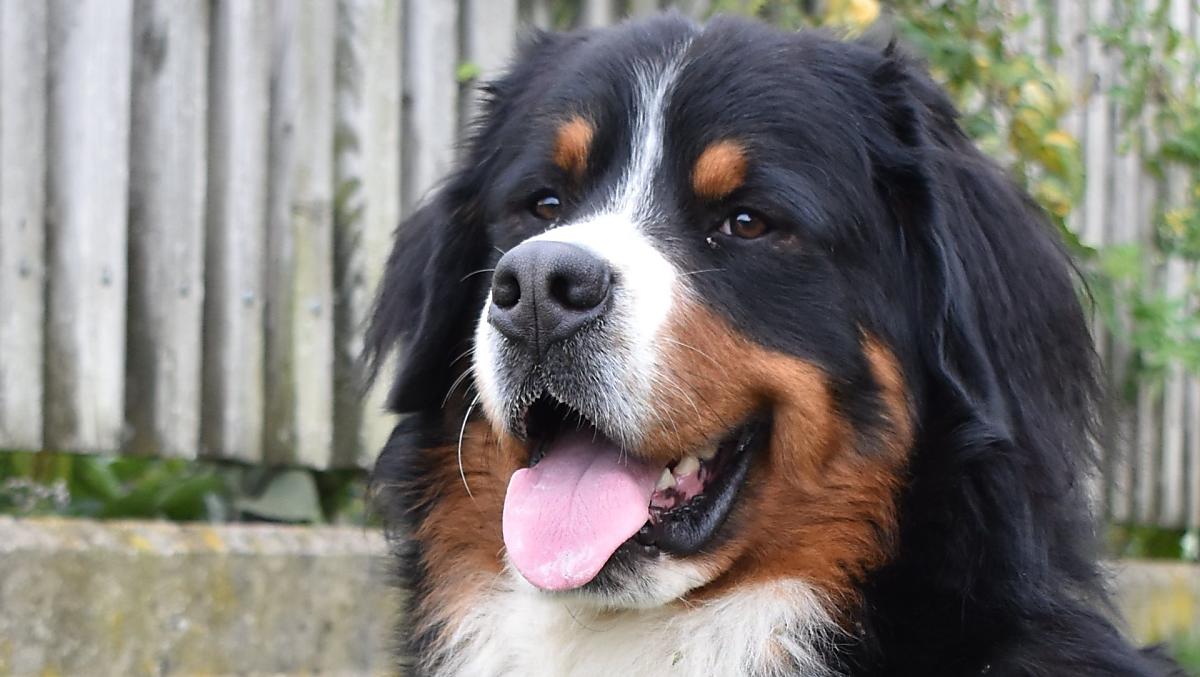 Max
