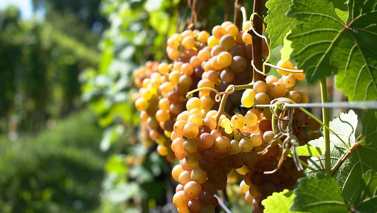 Gewürztraminer