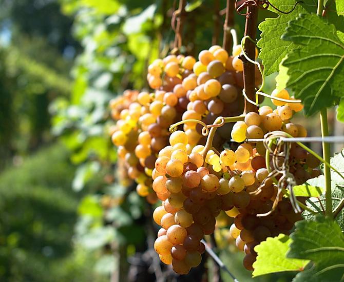 Gewürztraminer