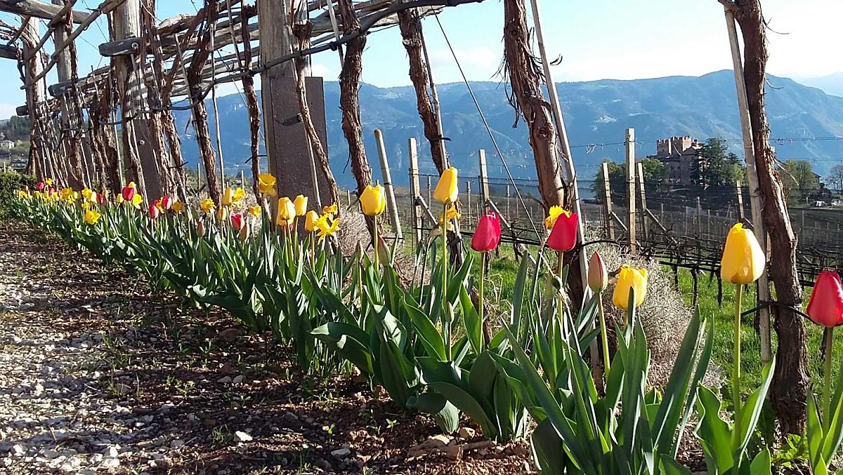 Tulpenpracht am Plattenriegelhof