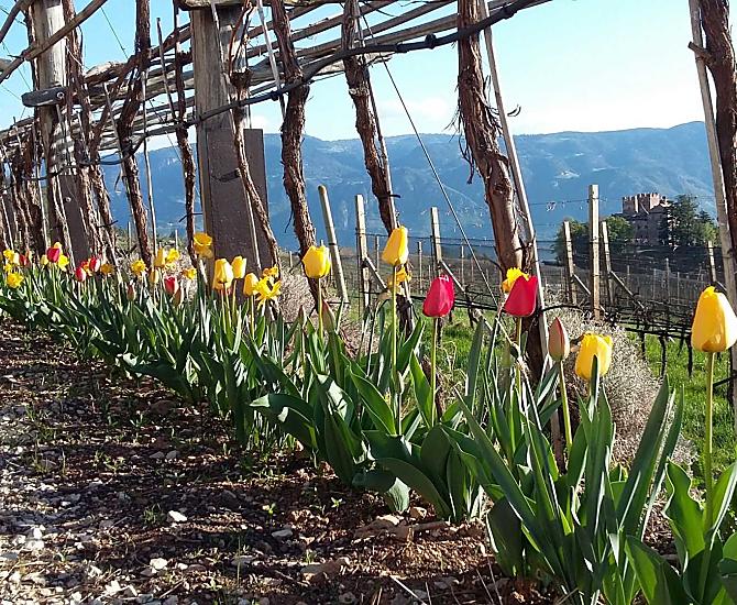 Tulpenpracht am Plattenriegelhof
