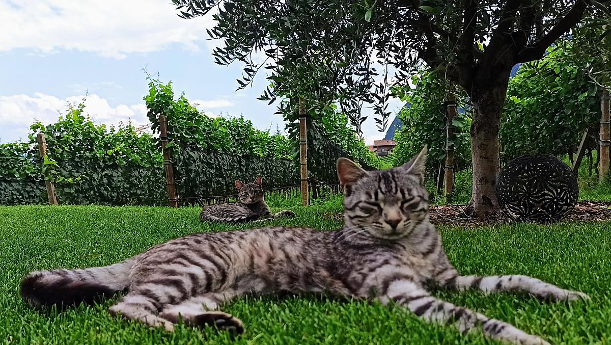 Nasze koty Suma i Rocky