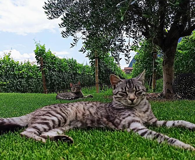 Nasze koty Suma i Rocky