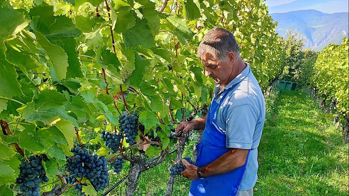Hansjörg podczas zbiorów winogron (Lagrein).