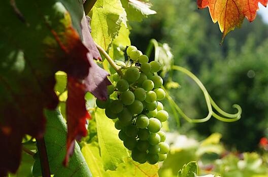 Stare wino Blue Portugal towarzyszy Grumserhof od dziesiecioleci.