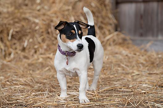 Jack Russell Trixie
