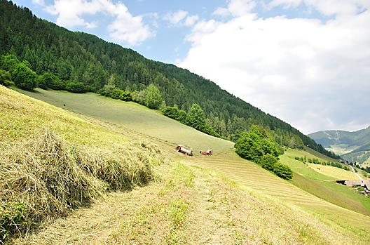 Nasze pola
