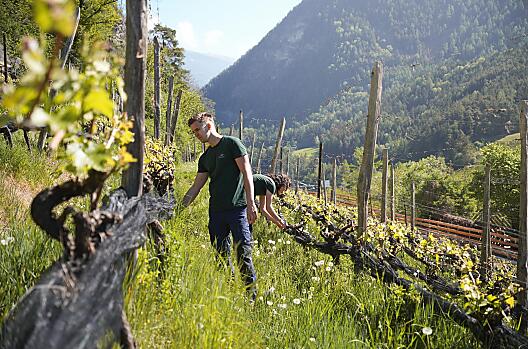Handarbeit im Weinberg: Wir pflegen unsere pilzwiderstandsfähigen (PIWI) Reben am Weingut Santer mit viel Liebe und Sorgfalt.