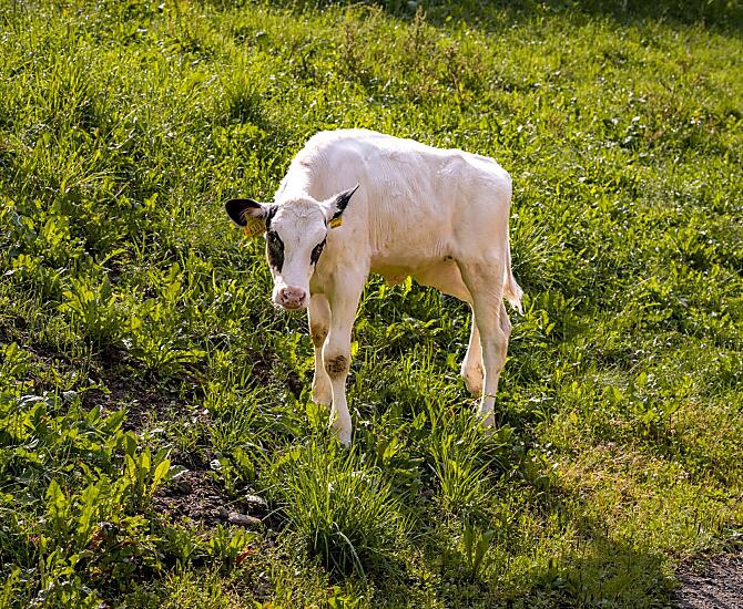 Wieserhof - gallery Photo