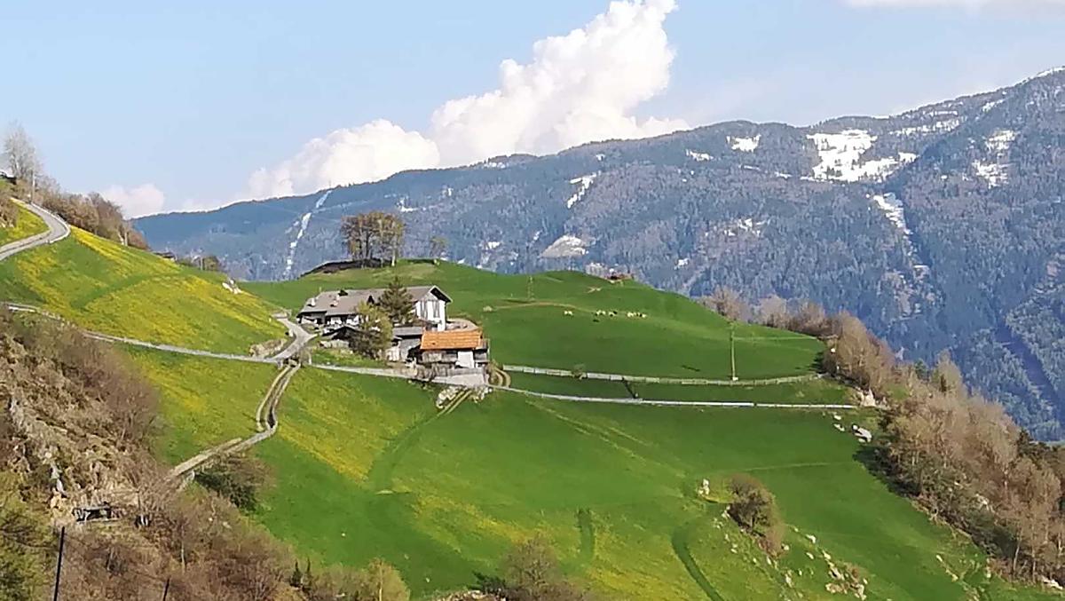 Nasza hodowla mniszka lekarskiego na przelomie kwietnia i maja